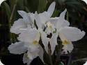 Cattleya lueddemanniana alba